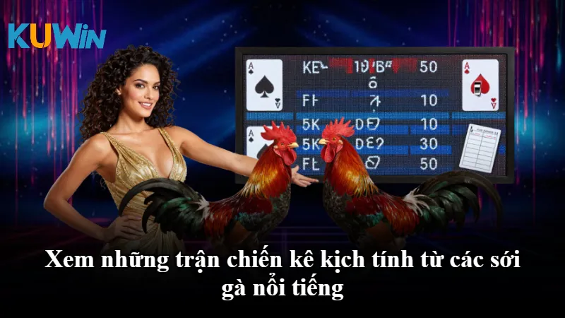 Xem những trận chiến kê kịch tính từ các sới gà nổi tiếng